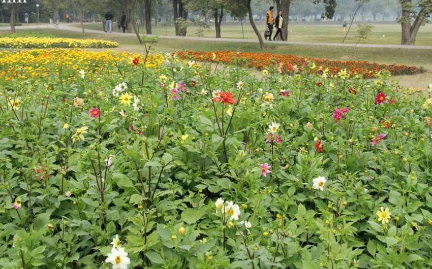 لاہور : جیلانی پارک میں کھلے ہوئے پھول خوبصورت منظر پیش کررہے ..