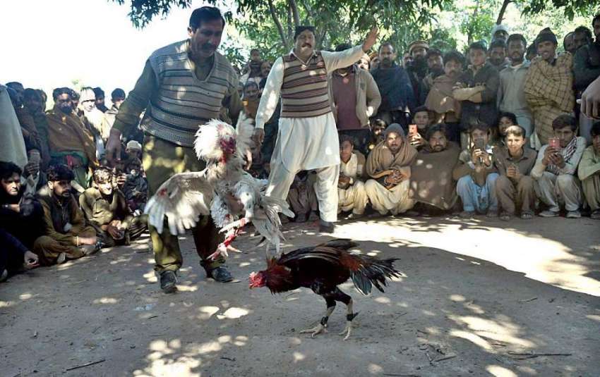 ملتان: پیر مبارک شاہ کے قریب مرغیوں کی غیر قانونی لڑائی  ..