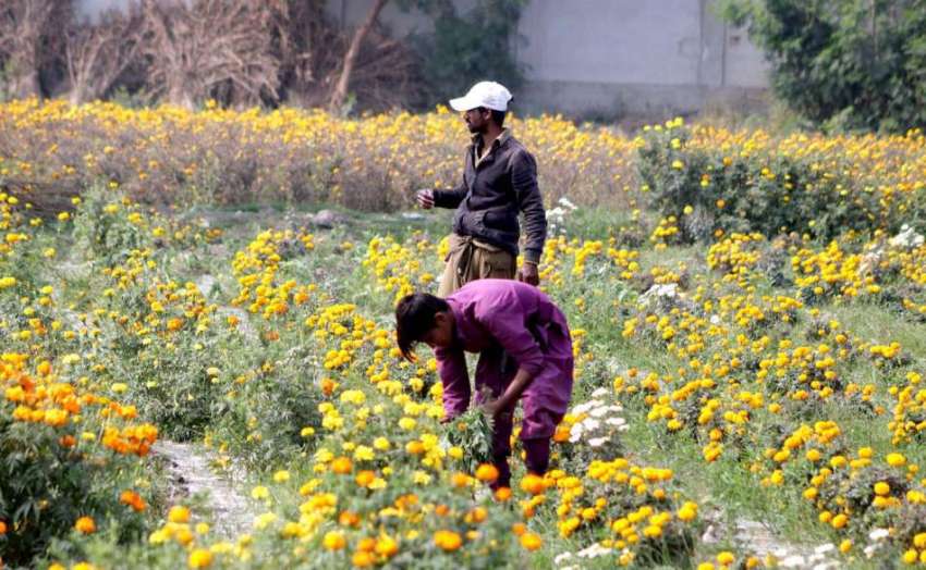 حیدرآباد: کاشتکار بازار میں فروخت کے لئے اپنے کھیت سے پھول ..