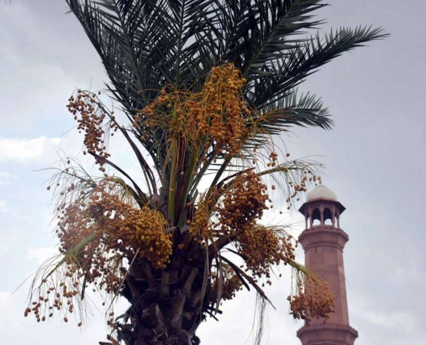 لاہور: کھجور کے درخت کے عقب میں تاریخی بادشاہی مسجد کا مینار ..