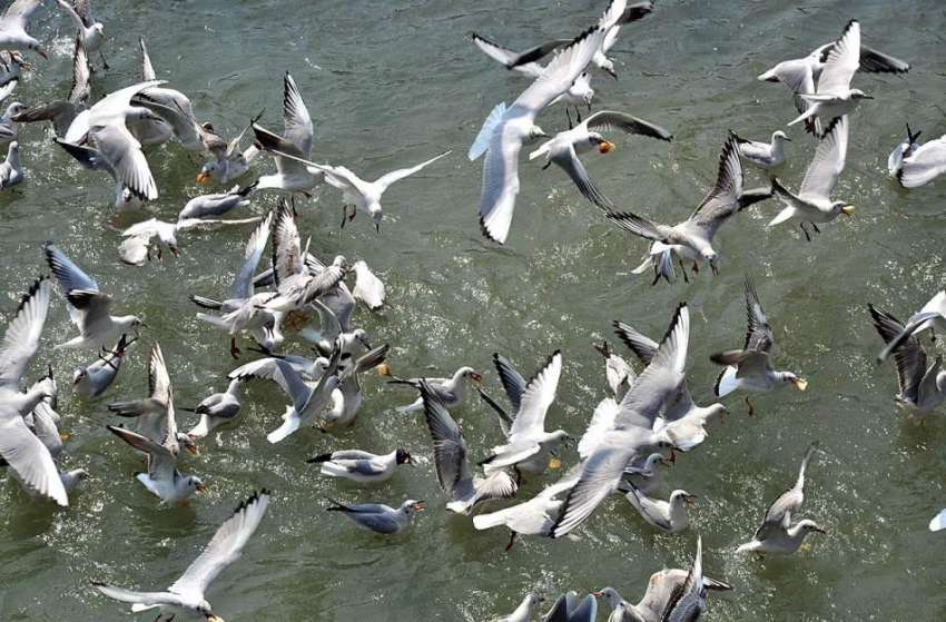 حیدرآباد: پرندوں کی بڑی تعداد پانی کی نہر سے کھانا اٹھا رہی ..