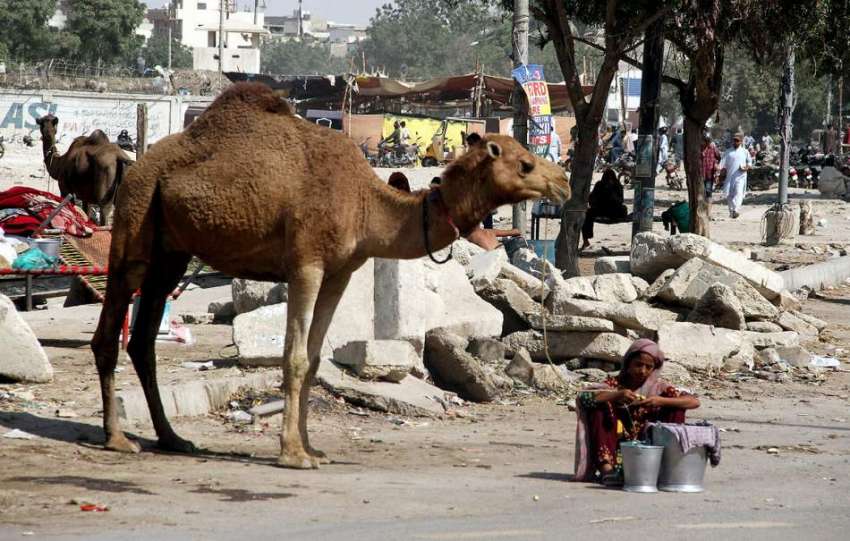 کراچی : شاہراہ فیصل پر خانہ بدوش خاتون اونٹنی کا دودھ فروخت ..