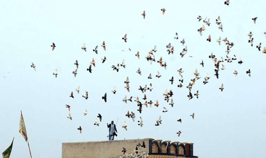 ملتان: کلمہ چوک کے قریب نوجوان چھت پر کبوتروں کا ایک ریوڑ ..