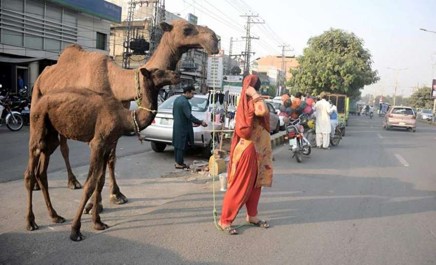 لاہور، شادمان میں خاتون اُونٹ کا دودھ فروخت کرنے کیلئے گاہکوں ..
