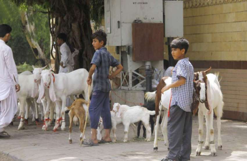 کراچی :عیدالاضحی کی آمد کے ساتھ ہی شہر میں مویشی منڈیوں پر ..