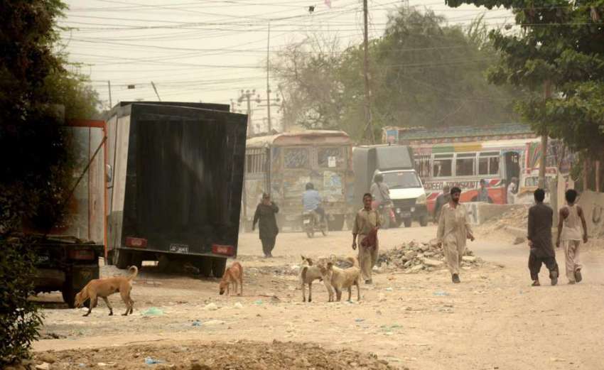 کراچی: کتوں کے کاٹنے کے واقعات میں اضافہ کے باوجود کورگی ..