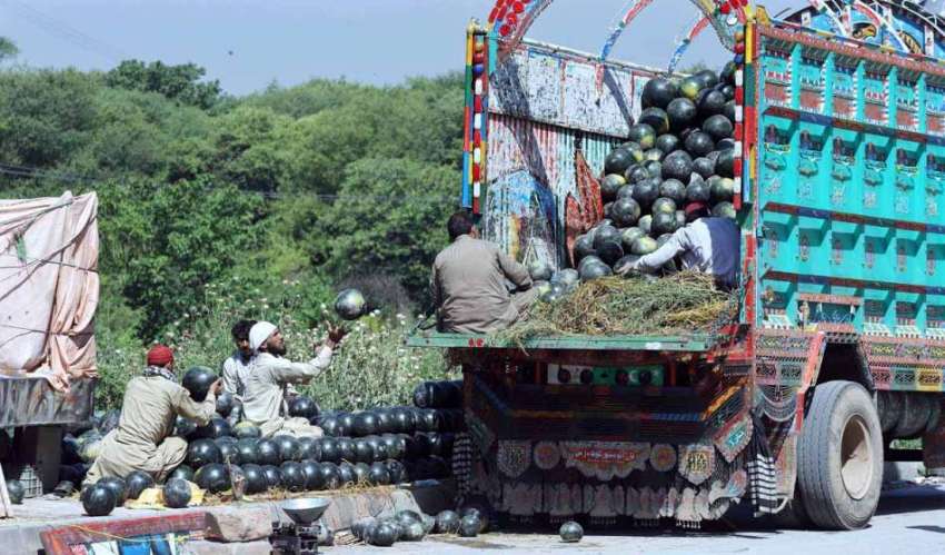 راولپنڈی: شہر کے کھنہ پُل میں مزدور  تربوز کو لوڈ کرنے میں ..