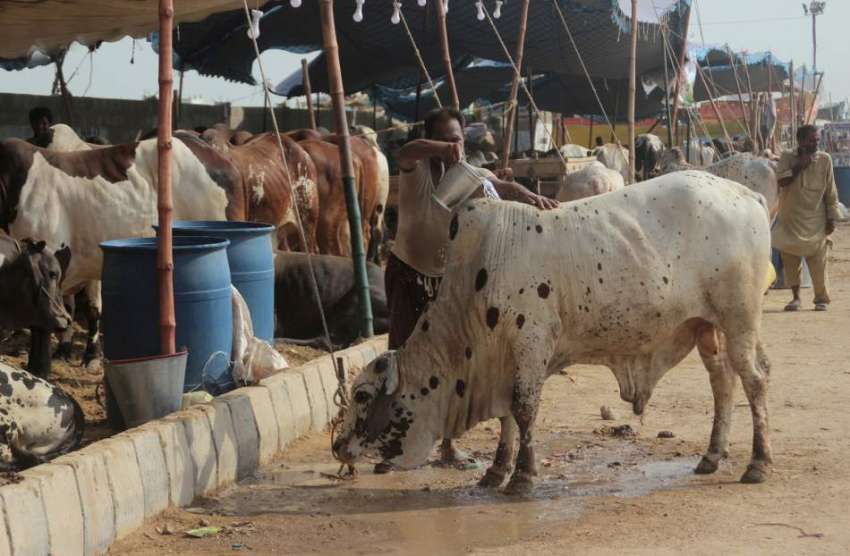 کراچی: سپر ہائی وے مویشی منڈی میں عید قربان کے لیے لائے گئے ..