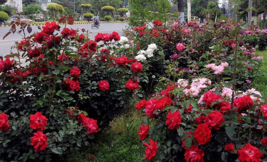 راولپنڈی: پنجاب ہاوس کے باہر لگے پھولوں کا خوبصورت منظر۔

