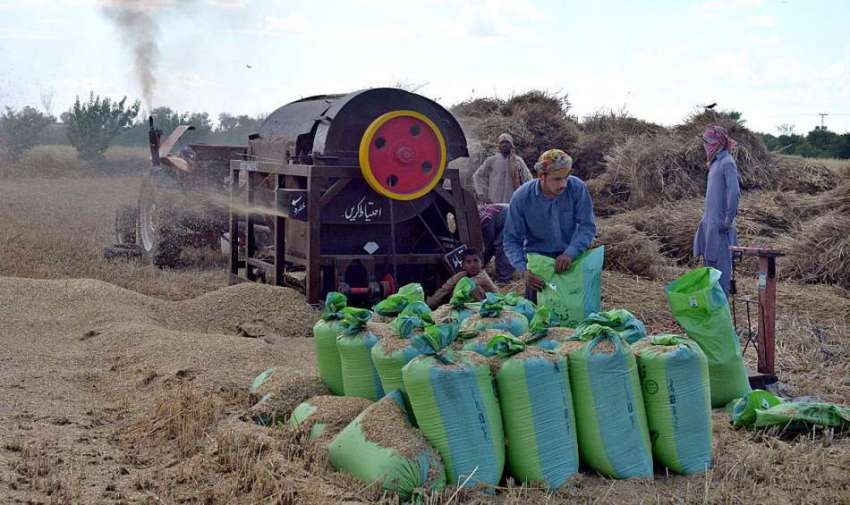 سرگودھا: کاشتکار اپنے کھیت میں گندم کی فصل کو صاف رہے ہیں۔
