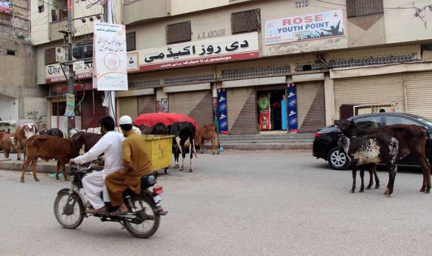 کراچی : عید گاہ کے علاقے میں پڑے کچرادان کے پاس مویشی کھڑے ..