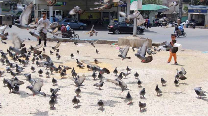 کراچی : کبوتر دانہ چگ رہے ہیں۔ 