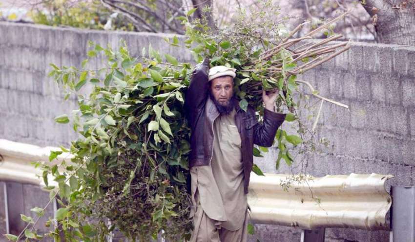 راولپنڈی: ایک خانہ بدوش شخص جو درخت کی سوکھی شاخیں بطور ایندھن ..