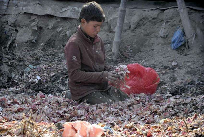 اسلام آباد: خانہ بدوش بچہ سبزی منڈی میں کچرے سے  پیازتلاش ..