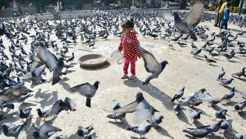 کراچی: ایک بچی سندھ اسمبلی کے قریب کبوتر چوک پر کبوتروں کیساتھ ..