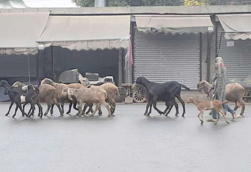 لاہور:ایک خانہ بدوش خاتون بکریاں چرانے کے لئے لے جارہی ہے۔ ..