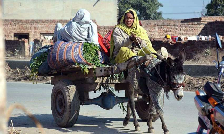 فیصل آباد: خانہ بدوش عورتیں جانوروں کے لئے سبز چارہ کاٹنے ..