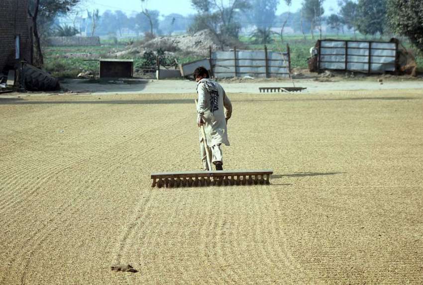 ملتان: مزدور گودام میں چاول کی فصل کو خشک کرنے کے مقصد کے ..