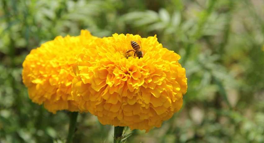 لاہور باغ جناح میں شہد کی مکھی پھول سے رس چوس رہی ہے۔
