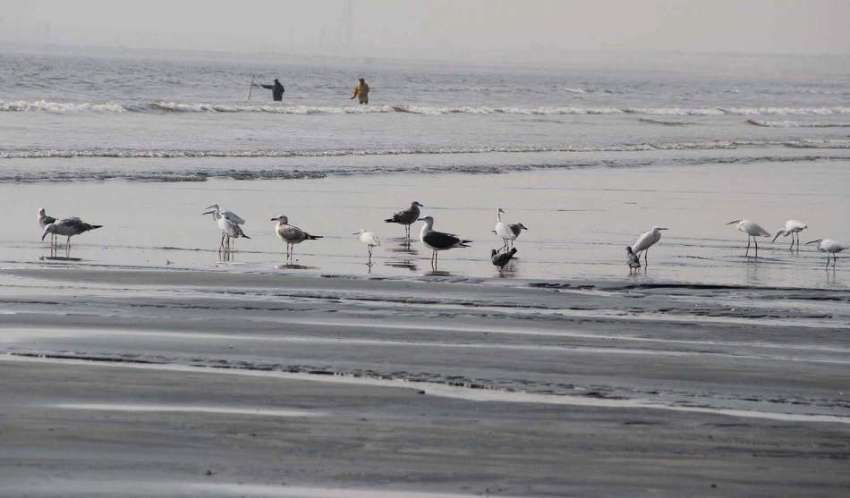 کراچی :ساحل سمندر پرسائبیرین پردیسی پرندے جمع نظر آرہے ہیں۔
