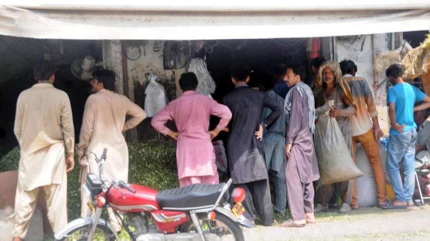 راولپنڈی، نوجوان دکان کے باہر قربانی کے جانوروں کیلئے چارہ ..