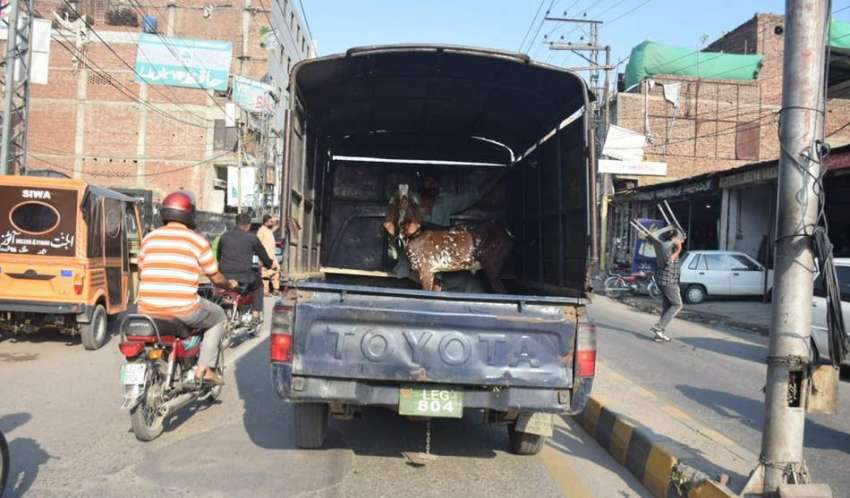 لاہور، قربانی کیلئے خریدہ گیا جانور سرکاری گاڑی میں لے جایا ..