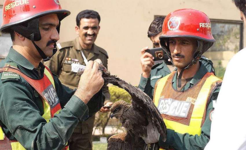 راولپنڈی ، ریسکیو اہلکار درخت میں پھسنے پرندے کو بچانے کے ..