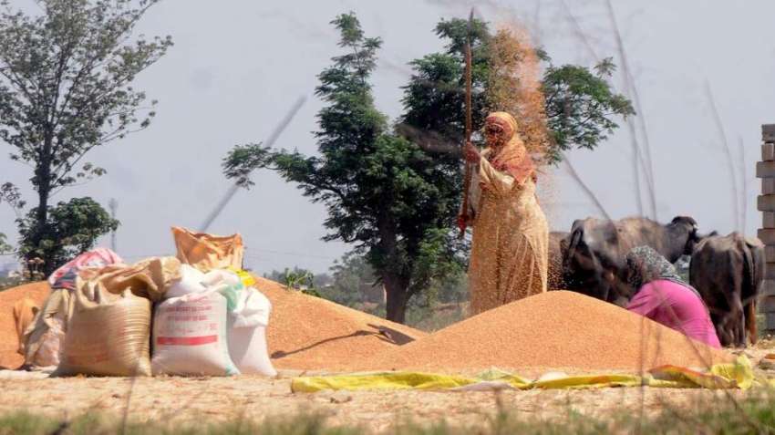 راولپنڈی، نواحی دیہات میں ایک خاتون گندم کی صفائی کے کام ..