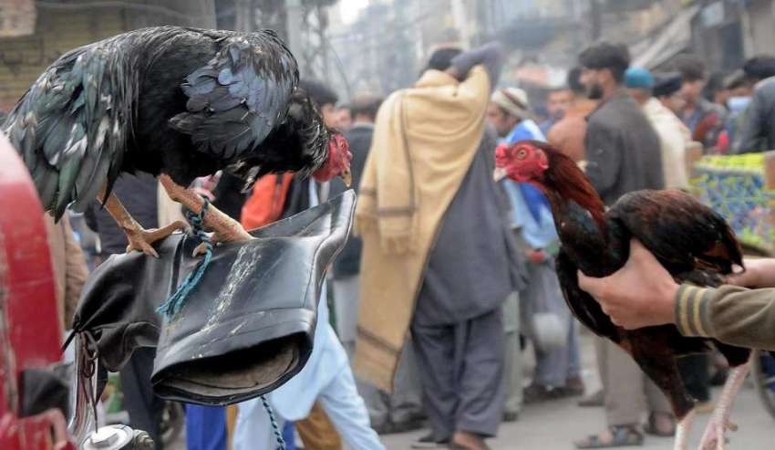 راولپنڈی، ڈنگی کھوئی کے علاقے میں دیسی مرغیوں کی لگنے والی ..