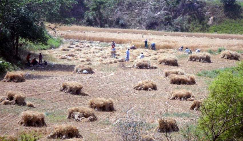 راولپنڈی، نواحی دیہات میں کسان گندم کی کٹائی کر رہے ہیں۔