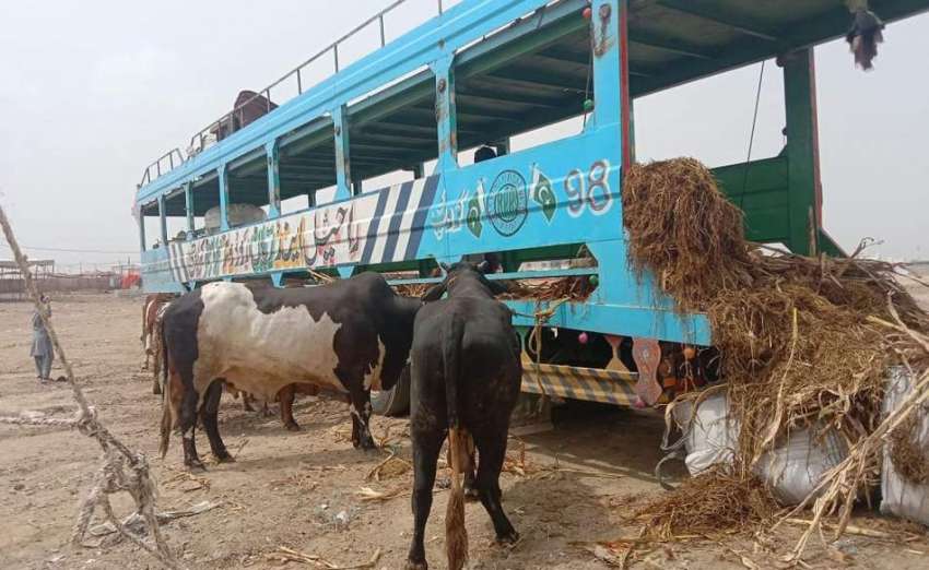 کراچی، سپر ہائی وے پر قائم ایشیاء کی سب سے بڑی مویشی منڈی ..