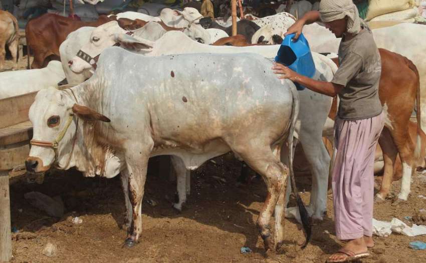 کراچی، مویشی منڈی میں بیوپاری لائے گئے جانوروں کا نہلا رہا ..