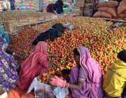 حیدرآباد، سبزی منڈی میں خواتین مزدور پیٹیوں میں ٹماٹر پیک کر رہی ہیں۔