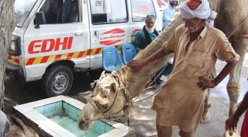 کراچی، مزدور سخت گرمی میں اپنے اونٹ کو پانی پلا رہا ہے۔