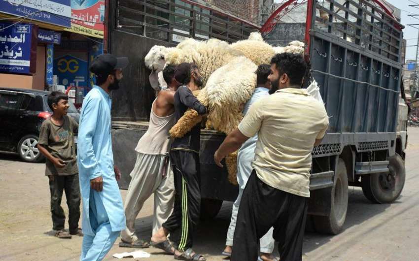 لاہور، عیدالضحی کی آمد پر بیوپاری ٹرک سے جانور اُتار کر ..