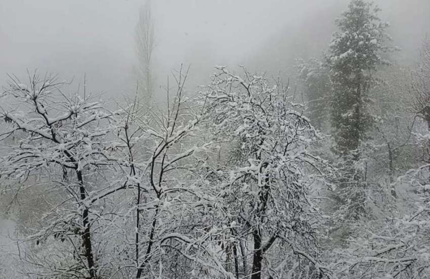 ایبٹ آباد، برفباری کے باعث درختوں کی ٹہنیاں برف سے ڈھکی ..