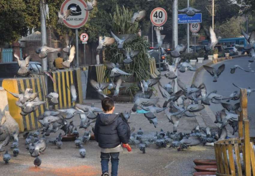 لاہور، مال روڈ پر ایک بچہ کبوتروں کو دانہ ڈال رہا ہے۔