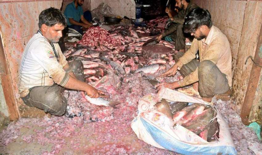 لاہور، کاریگر منڈی میں مچھلی تیار کرنے میں مصروف ہیں، سردی ..