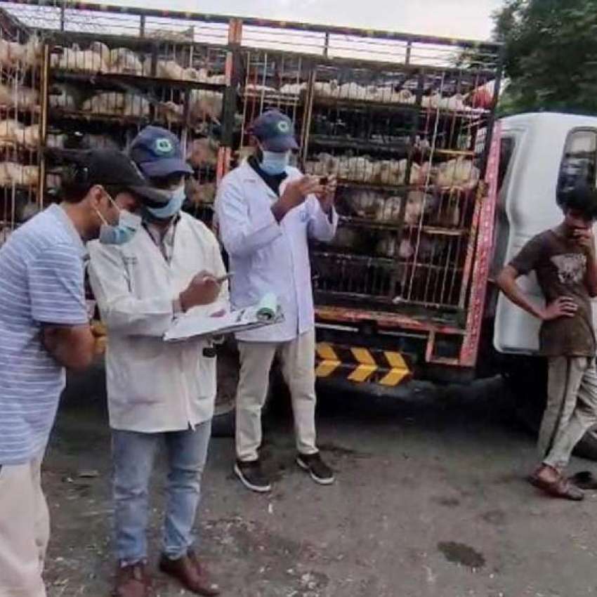 لاہور، ڈی جی فوڈ اتھارٹی کے حکم پر فوڈ سیفٹی ٹیمیں مرغیوں ..