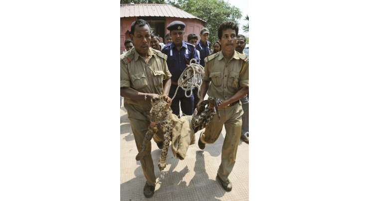 بھارت، کنویں میں گرنے والے چیتے کونکال لیا گیا
