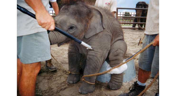 امریکہ: ہاتھی کا چڑیا گھر بھیجے جانے پر غصہ،ٹرینر کو پٹخ دیا