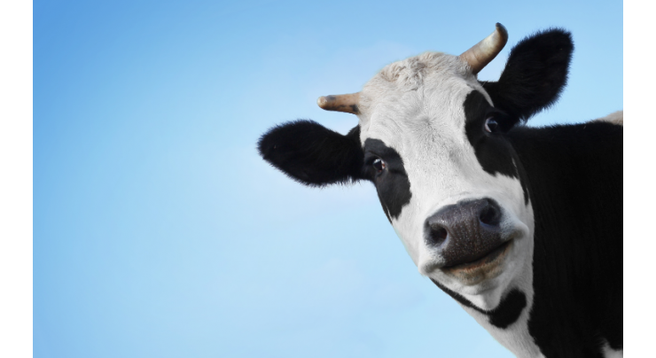 روزانہ پینتالیس لیٹر دودھ دینے والی گائے