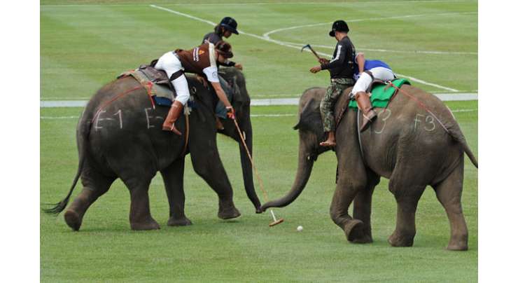 تھائی لینڈ میں ہاتھیوں نے پولو کھیلا