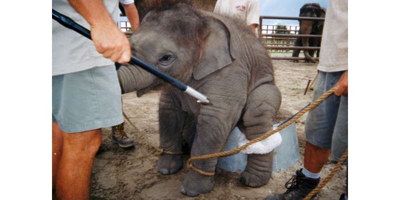 امریکہ: ہاتھی کا چڑیا گھر بھیجے جانے پر غصہ،ٹرینر کو پٹخ دیا