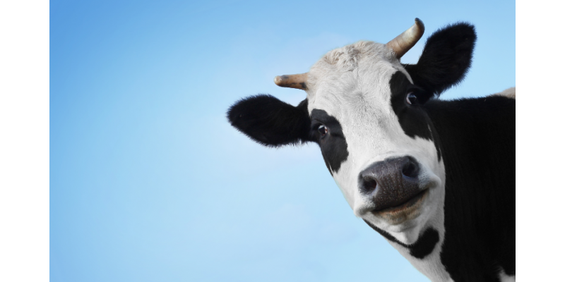 روزانہ پینتالیس لیٹر دودھ دینے والی گائے