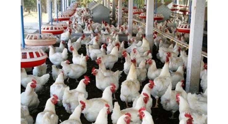 کراچی‘مرغی فروشوں نے شہری انتظامیہ کے احکامات ہوا میں اڑا دیئے ، گوشت کی مقرر کردہ نرخ سے زائد قیمت پر فروخت