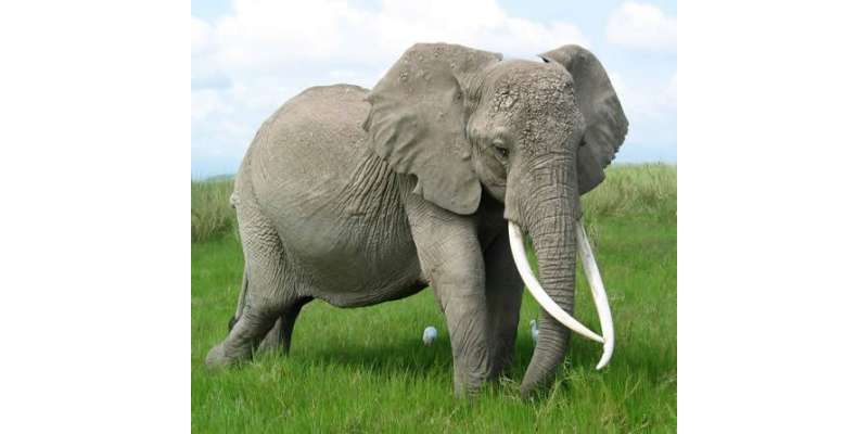 امریکہ میں ہاتھیوں کی پٹائی کرنے پر پابندی،خلاف ورزی پر تین سال قید ..