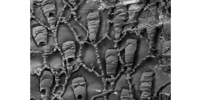چالیس لاکھ سال قبل معدوم ہونیوالی بحری مخلوق مائیکروسکوپ سے زندہ دیکھی ..