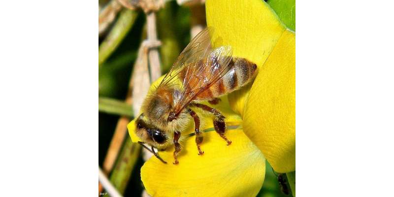 امریکہ، شہد کی مکھیوں کو بچانے کے لیے خصوصی ٹاسک فورس بنانے کا اعلان ..