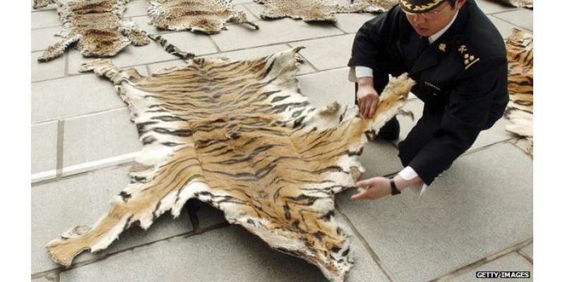 چین نے شیروں کی کھال کی تجارت کی اجازت دیدی